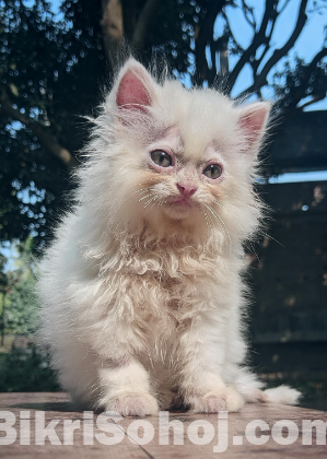 Persian Cat for Sale, Male, 2 Months Old, Purebred